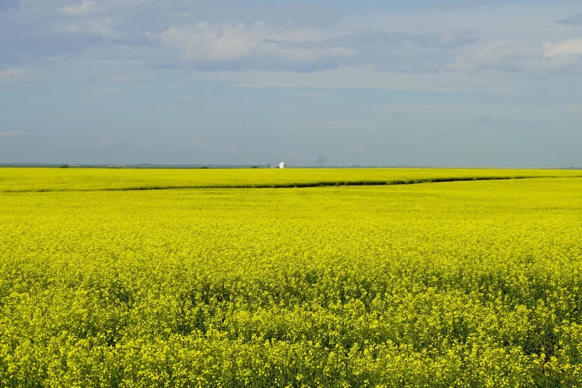 Canola field in bloom under a clear sky
